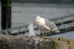 Seagull, Vancouver Wildlife