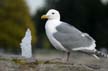 Seagull, Wildlife