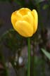 Tulips, Canada Gardens