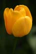 Tulips, Canada Gardens