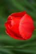 Tulips, Canada Gardens