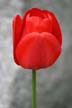 Tulips, Canada Gardens