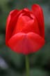 Tulips, Canada Gardens