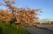 Vancouver Blossoms, Canada Stock Photographs