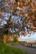 Vancouver Blossoms, Canada Stock Photographs