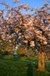 Vancouver Blossoms, Canada Stock Photographs