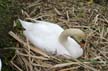 Swan, Canada Stock Photographs