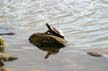 Basking Turtle, Fraser River