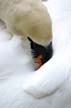 Shy Swan, Canada Stock Photographs