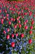 Tulips, Canada Gardens