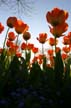 Tulips, Canada Gardens