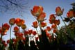 Tulips, Canada Gardens