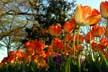 Tulips, Canada Gardens