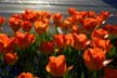 Tulips, Canada Gardens