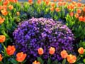 Tulips, Canada Gardens