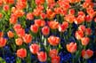 Tulips, Canada Gardens