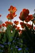 Tulips, Canada Gardens