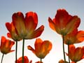 Tulips, Canada Gardens