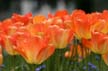 Tulips, Vancouver Gardens