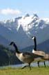 Grouse Mountain, Canada Stock Photos