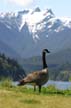 Grouse Mountain, Canada Stock Photos