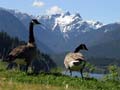 Grouse Mountain, Canada Stock Photos