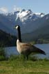 Grouse Mountain, Canada Stock Photos