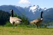 Grouse Mountain, Canada Stock Photos