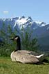 Grouse Mountain, Canada Stock Photos