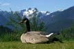 Grouse Mountain, Canada Stock Photos