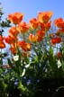 Tulips, Vancouver Gardens