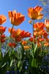 Tulips, Vancouver Gardens