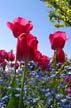 Tulips, Vancouver Gardens