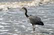 Great Blue Heron, Canada Stock Photographs