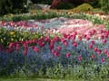 Tulips, Vancouver Gardens