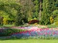 tulips, Canada Stock Photos