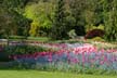 Tulips, Vancouver Gardens