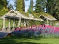 Tulips, Vancouver Gardens