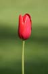 Tulips, Vancouver Gardens