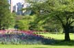 Garden Tulips, Vancouver Gardens