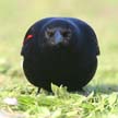 Red-Winged Blackbird, Jericho Beach Park