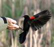 Red-Winged Blackbird, Jericho Beach Park