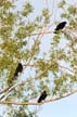 Crows, Canada Stock Photographs