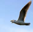 Flying Seagull(s), Wildlife