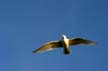 Flying Seagull(s), Wildlife