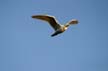 Flying Seagull(s), Wildlife