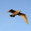 Flying Seagull(s), Wildlife