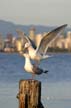 Two Story Seagulls, Wildlife