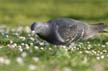 Gray Dove, Canada Stock Photos