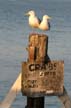 Couple Sitting On Pier, Jerico Park